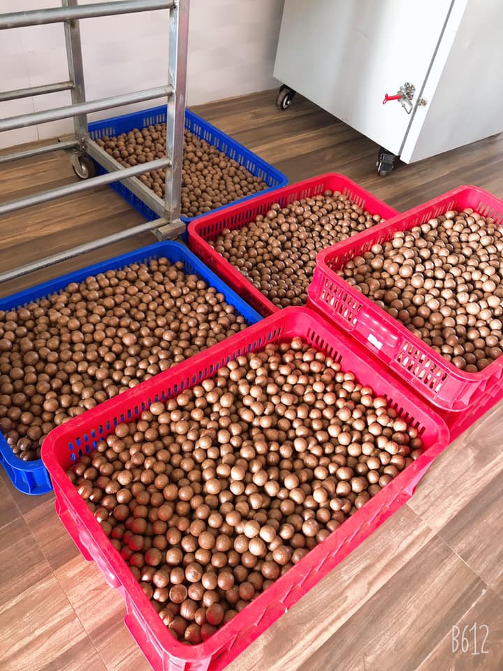 Hạt mắc ca Lâm Hà — đặc sản vùng cao nguyên