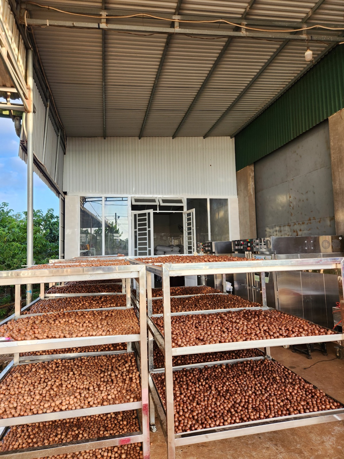 Hạt mắc ca trên giàn sấy tại cơ sở Rio Macca Lâm Hà