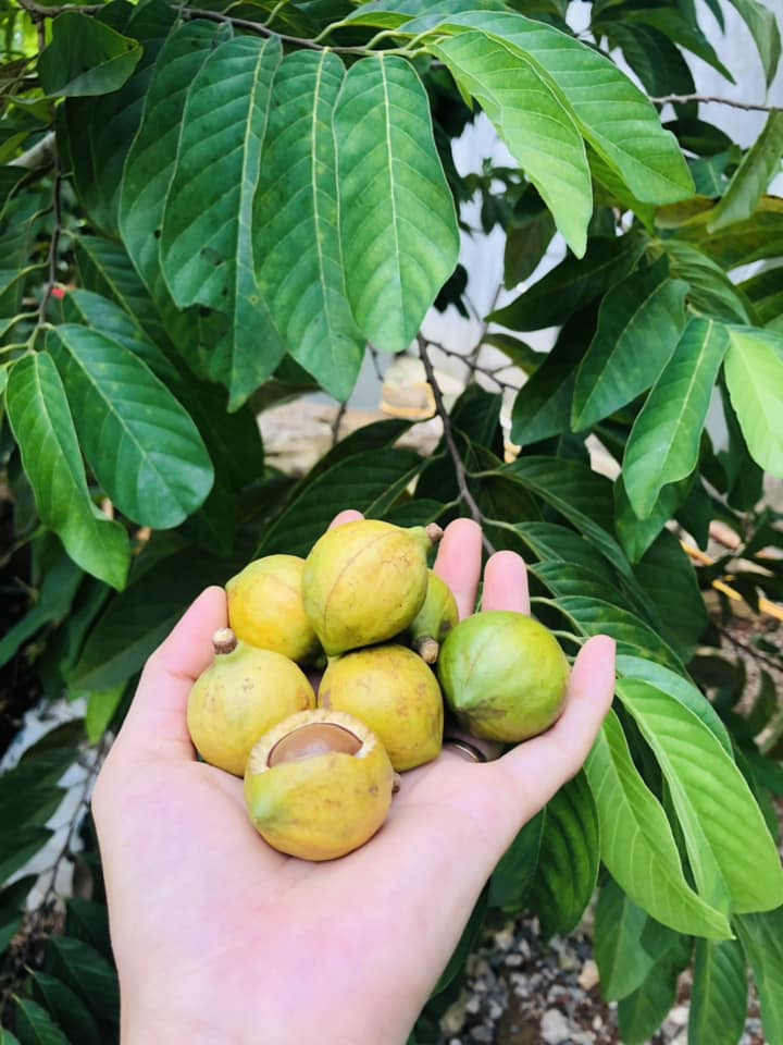 Hạt mắc ca tươi trên cây tại vườn Lâm Hà