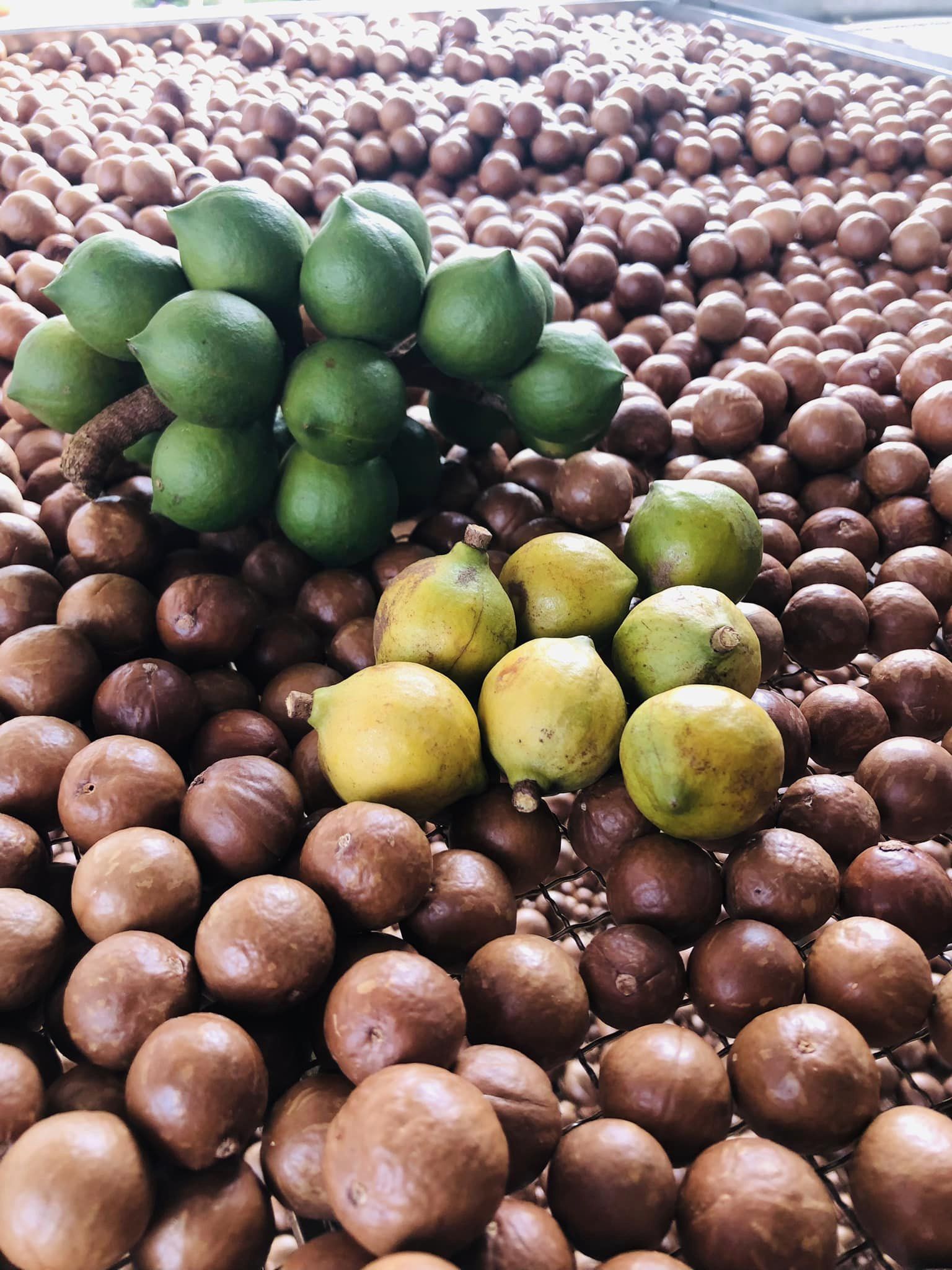 Hạt mắc ca tươi và sấy khô của Rio Macca