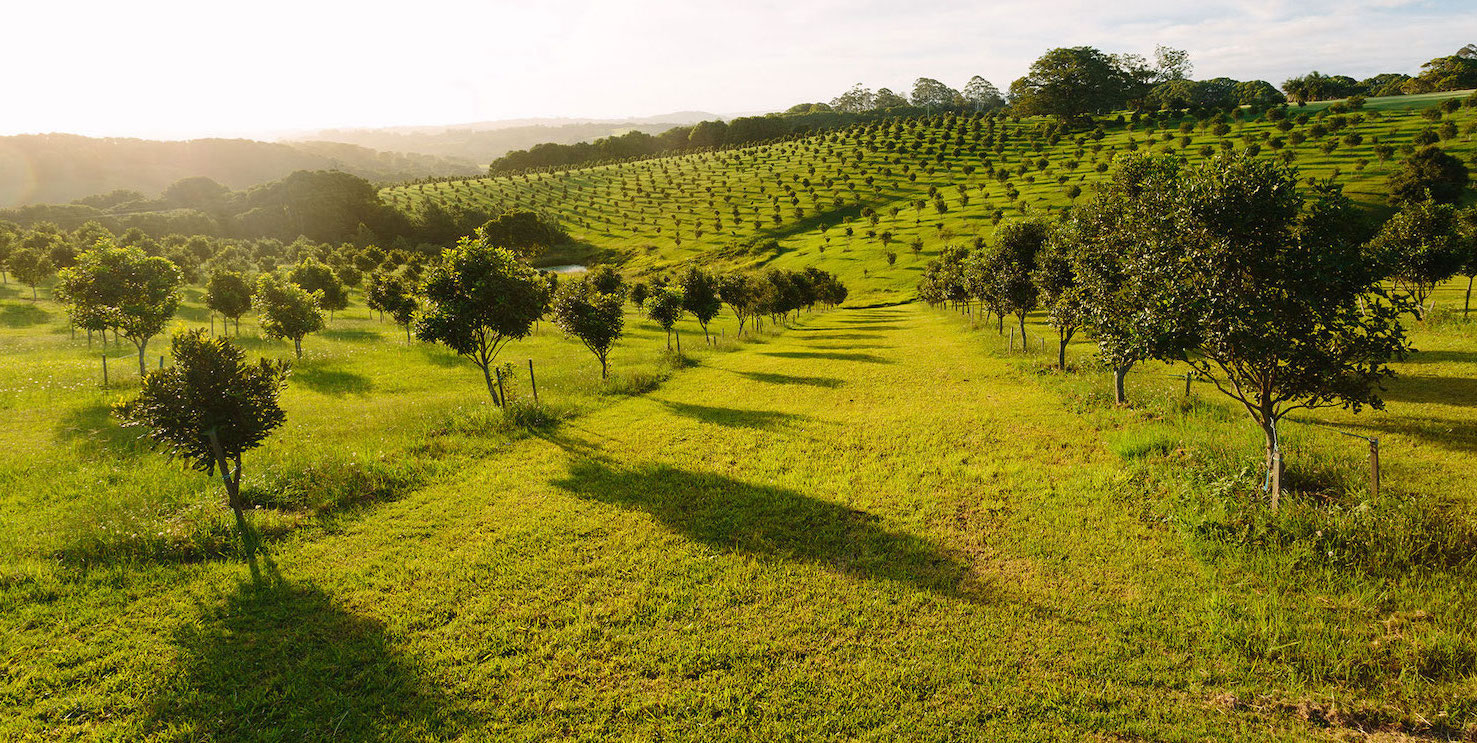 Vườn macadamia Rio Farm Lâm Hà
